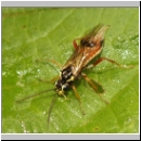 Aglaostigma discolor - Blattwespe 03a 12mm.jpg